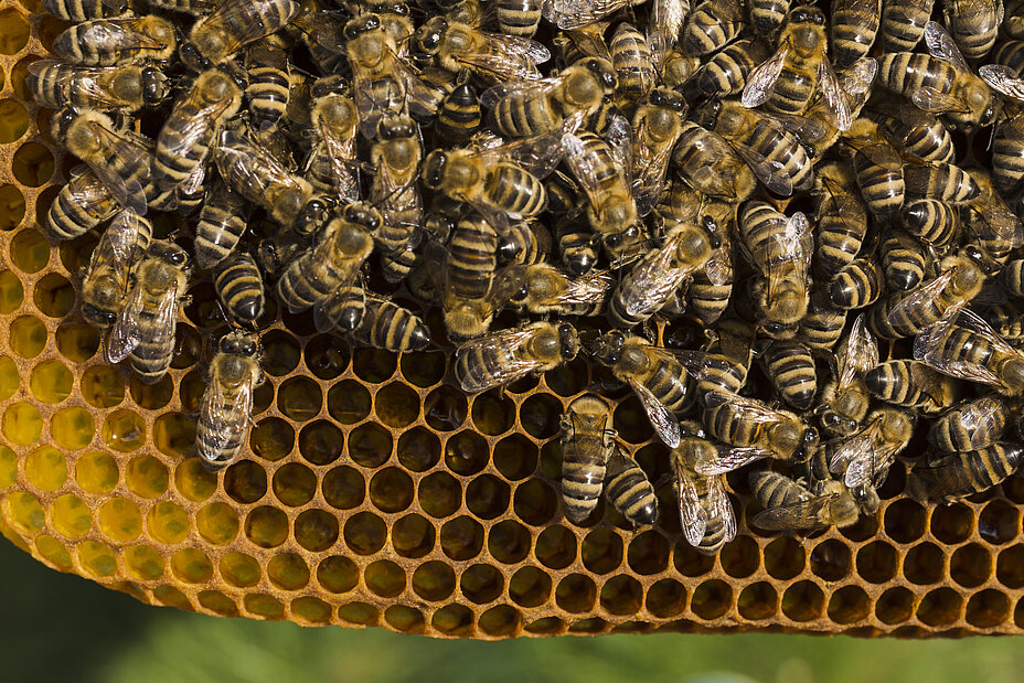 Bienenstock mit Bienen