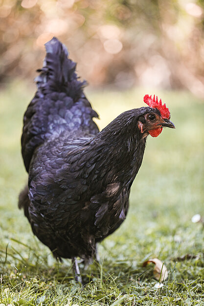 Eine schwarze Henne.