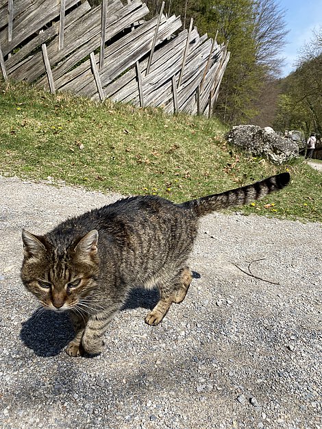 Eine braune Katze spaziert auf einem Schotterweg.