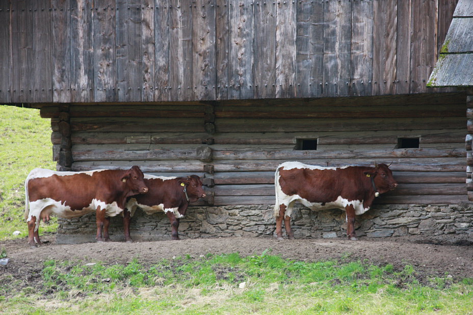 Drei braune Kühe stehen an einer Hauswand.