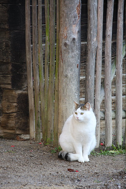 Eine weiße Katze sitzt auf einem Schotterweg.